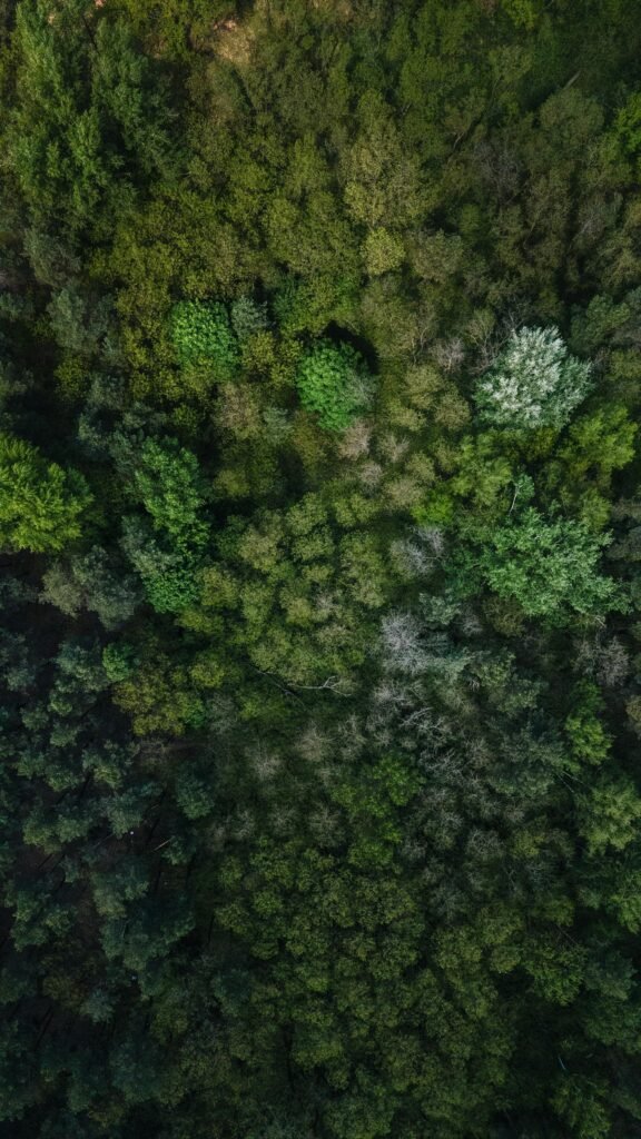A breathtaking aerial view of a dense, lush green forest showcasing nature's beauty.